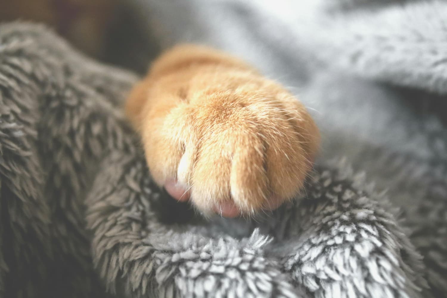 Close-up of an orange cat's paw resting on a soft gray blanket.
