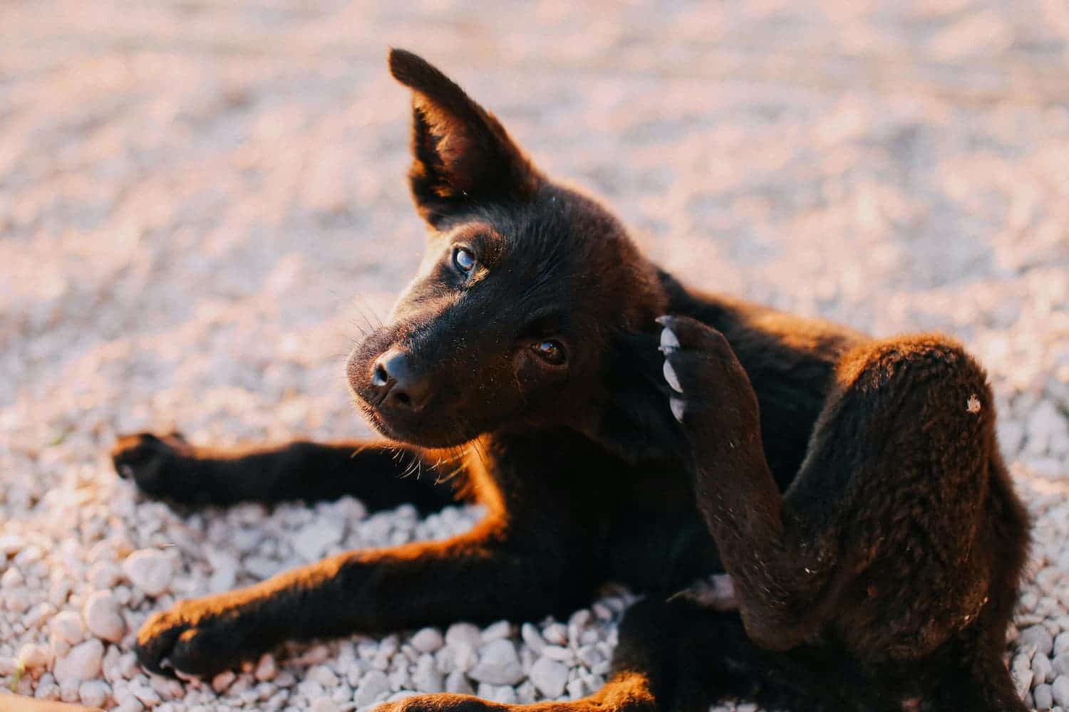 A black dog with one ear up is sitting on gravel, using its hind leg to scratch its neck.