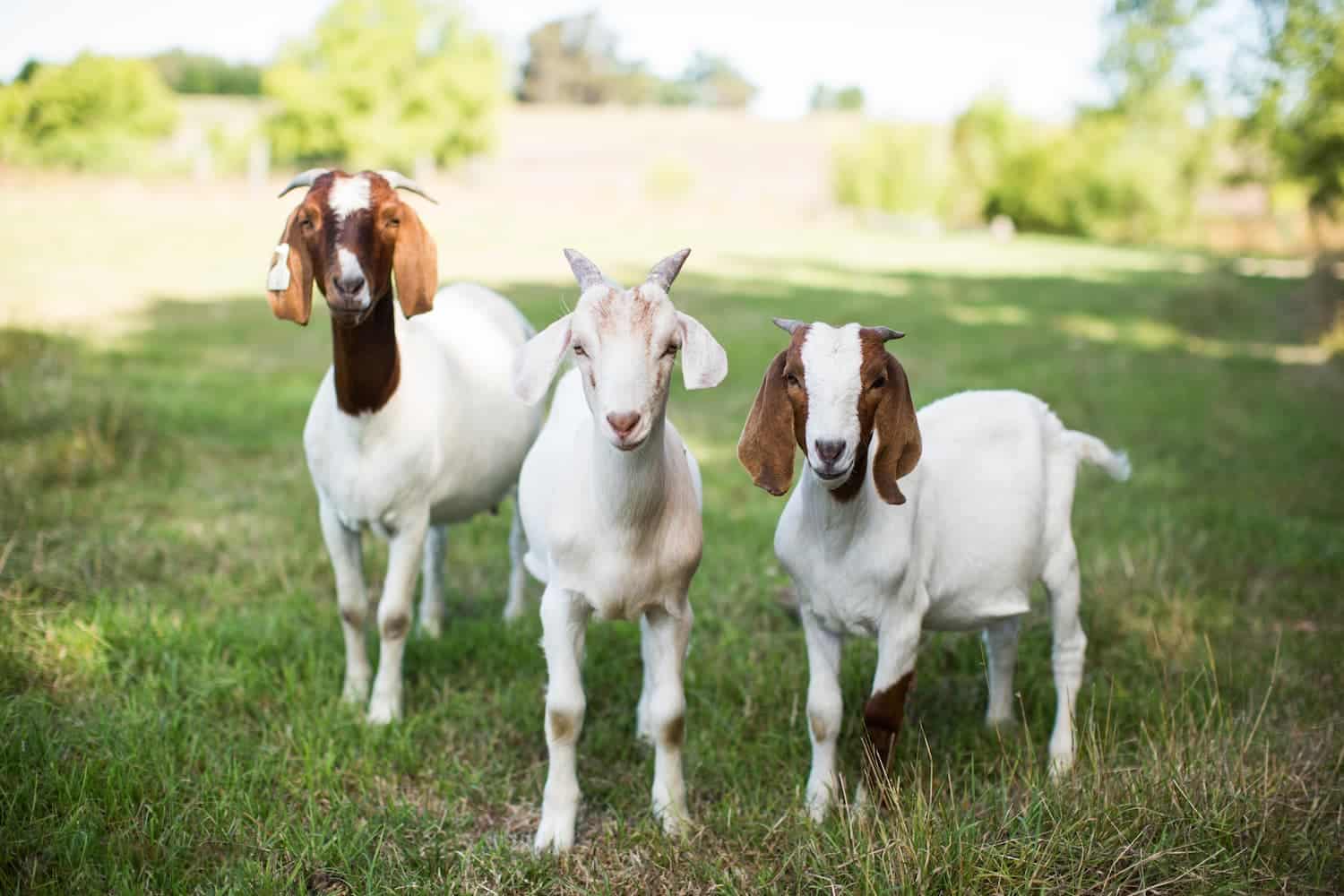 Three goats with white bodies and brown markings stand on green grass in a sunlit field with trees in the background.