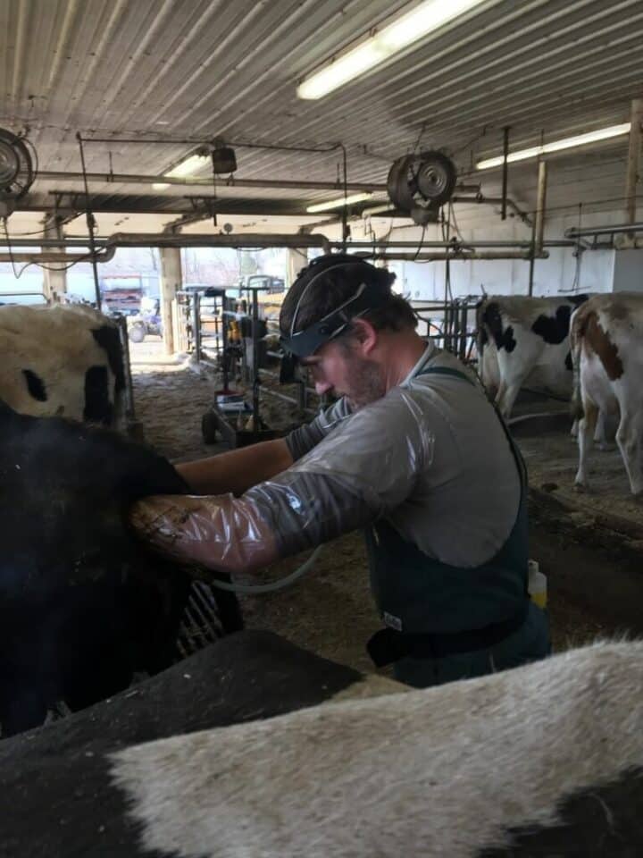 A person wearing protective sleeves examines or assists a cow inside a barn with other cows visible in the background.